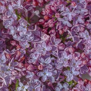 Meet your Posher, Dayle